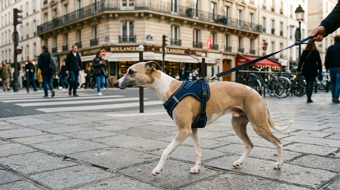 Chien portant un harnais bleu avec bandes réfléchissantes lors d'une promenade sur un trottoir urbain.
